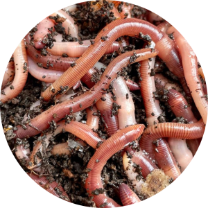 The Worm Man Dorset finest Dendrobaena Worms