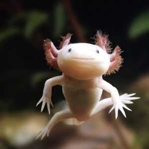 Axolotl Package