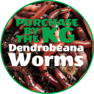 dendrobeana WORMS by KG